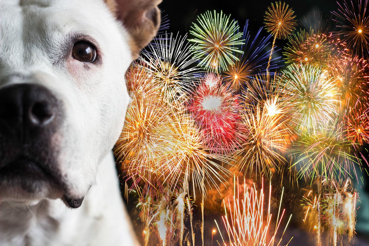 Guide d’utilisation du CBD pour chien : effets et dosage sûr