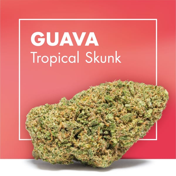 GUAVA Tropical Skunk CBD Cannactiva