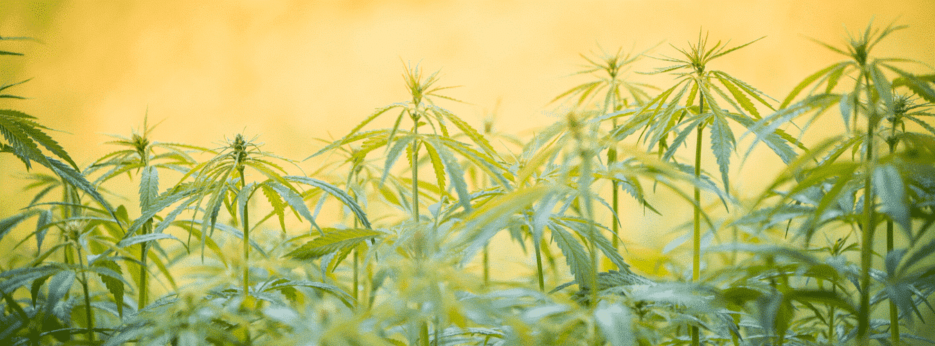 La Historia del Cannabis: Usos históricos y beneficios actuales