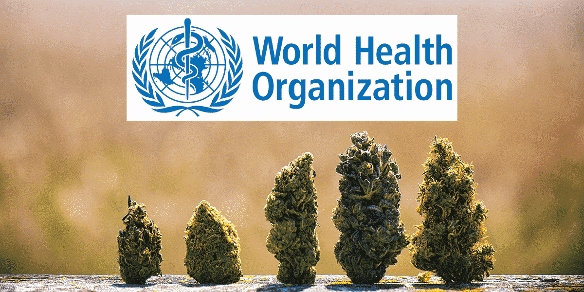 La ONU reconoce oficialmente que el cannabis tiene propiedades medicinales