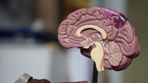 endocannabinoides neurotransmisores
