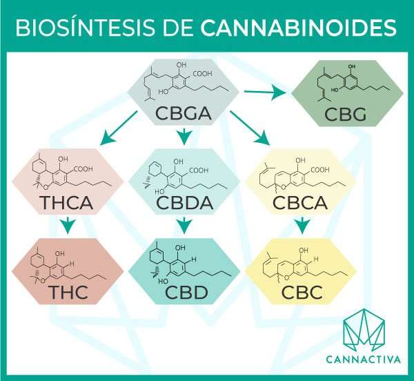 Distintos cannabinoides del cannabis