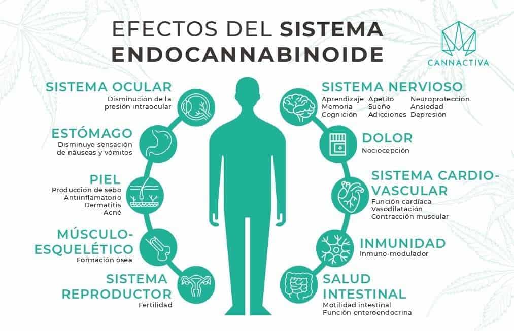 Activar el sistema endocannabinoide