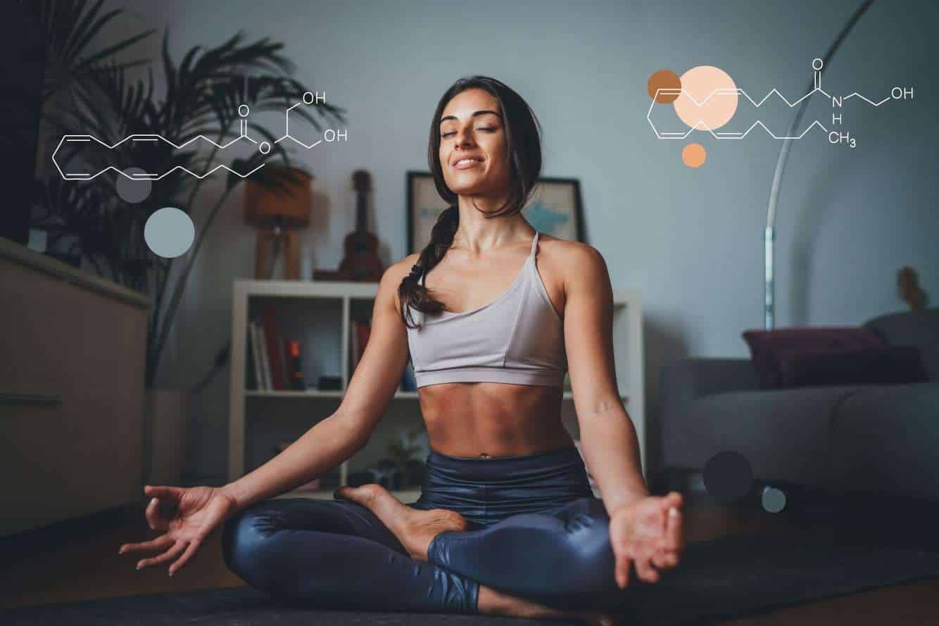 Endocannabinoides: Qué son, tipos y sus funciones