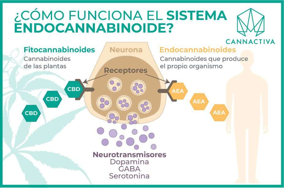 Cómo funciona el sistema endocannabinoide