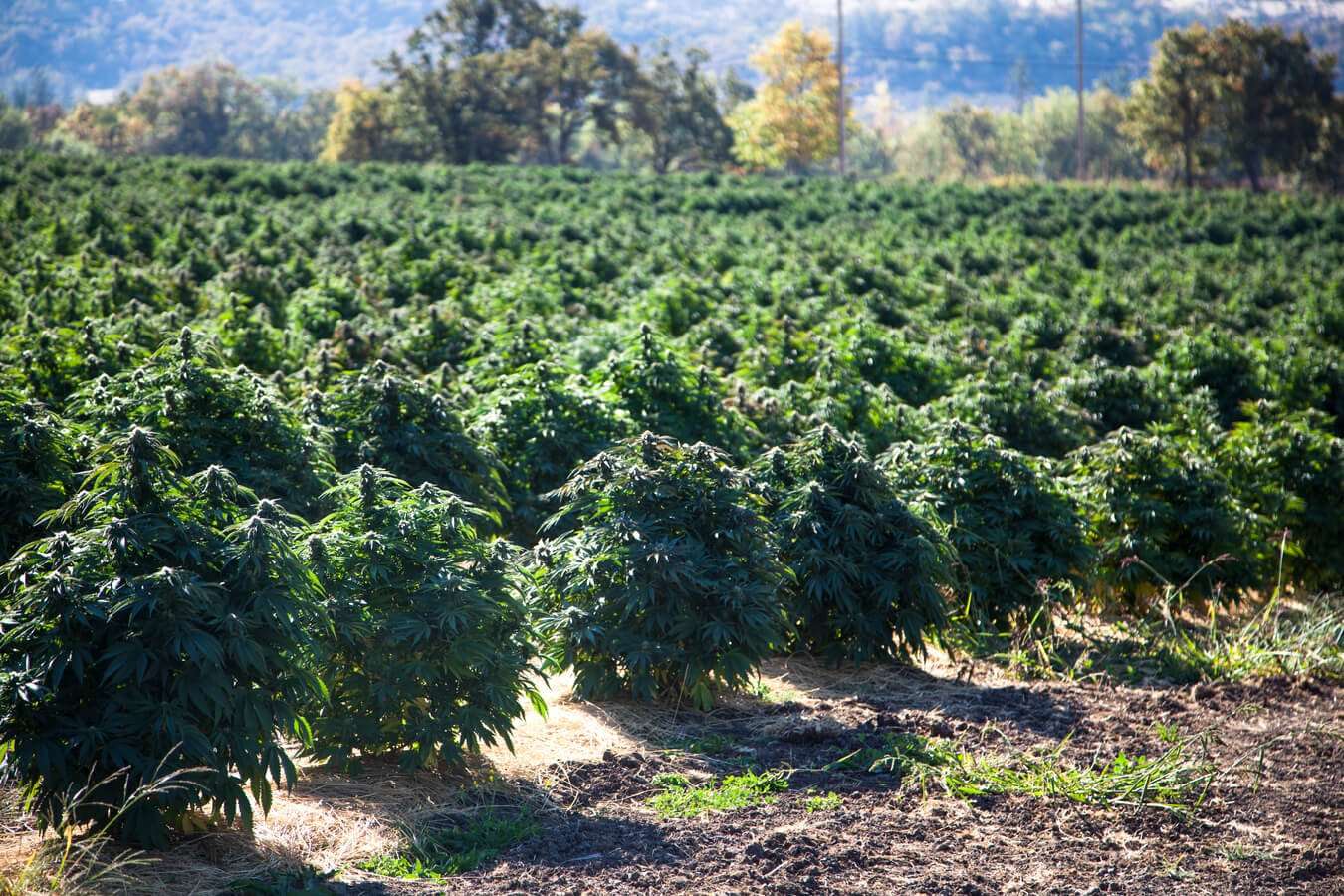 Cultivo industrial de cañamo