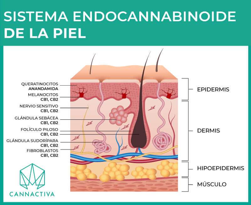 Cómo afecta el CBD en la piel