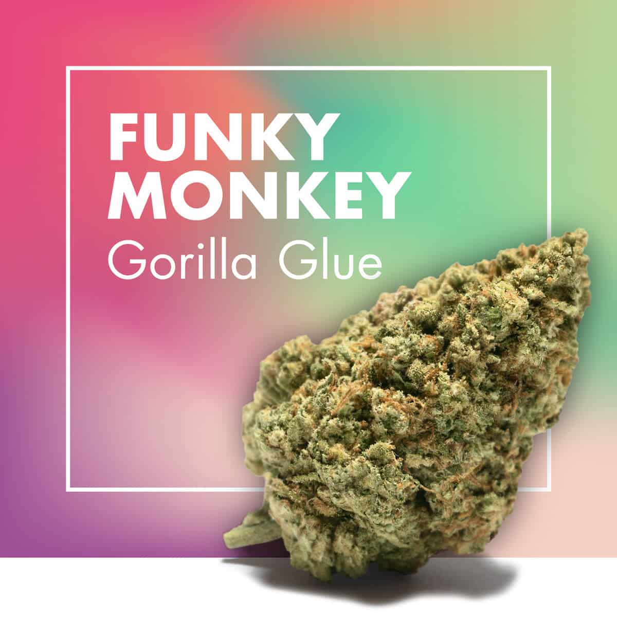 FUNKY MONKEY | Gorilla Glue CBD 22% | Flores CBD Greenhouse