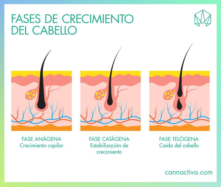 CBD para el crecimiento del pelo