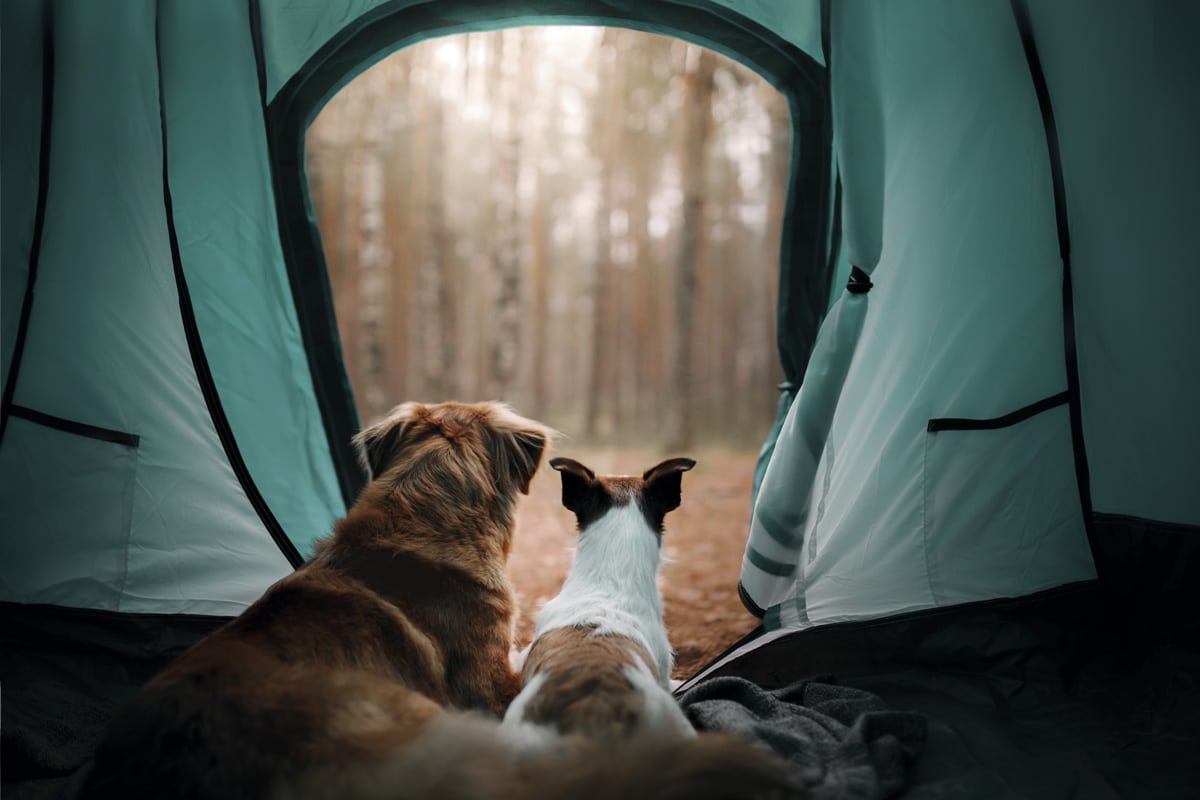 Guía de uso CBD para perros: efectos y dosis segura