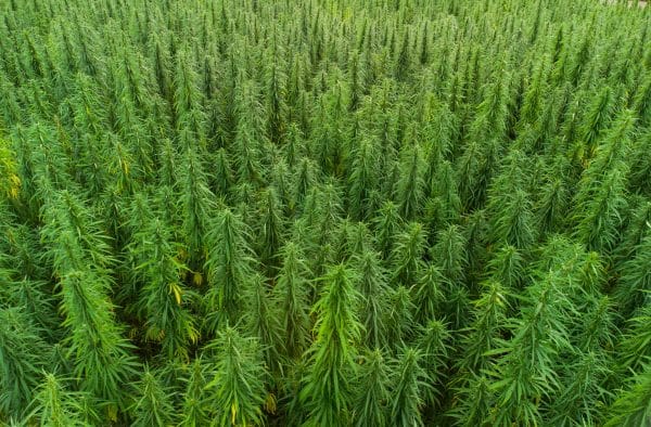 Diferencias entre cáñamo y marihuana