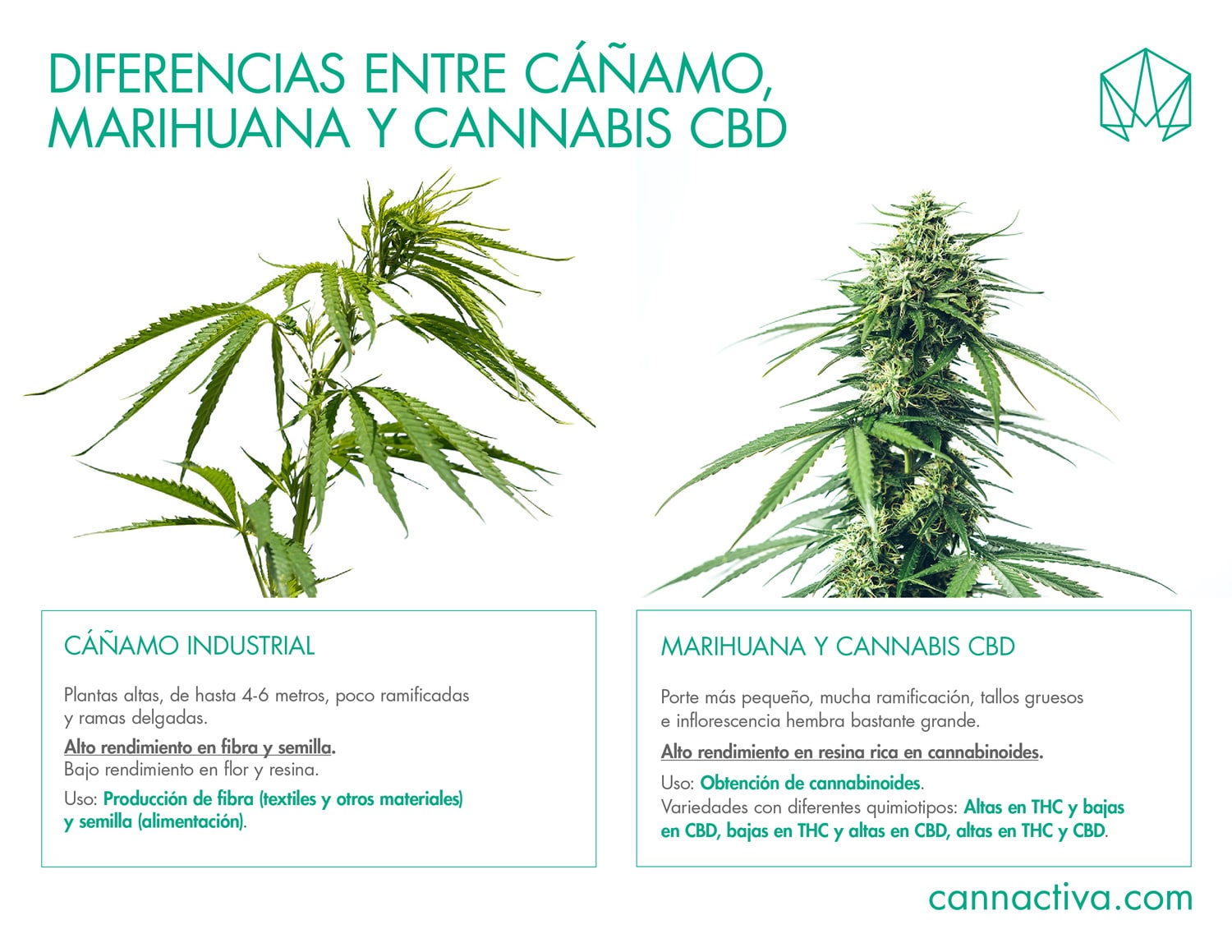 cáñamo y marihuana