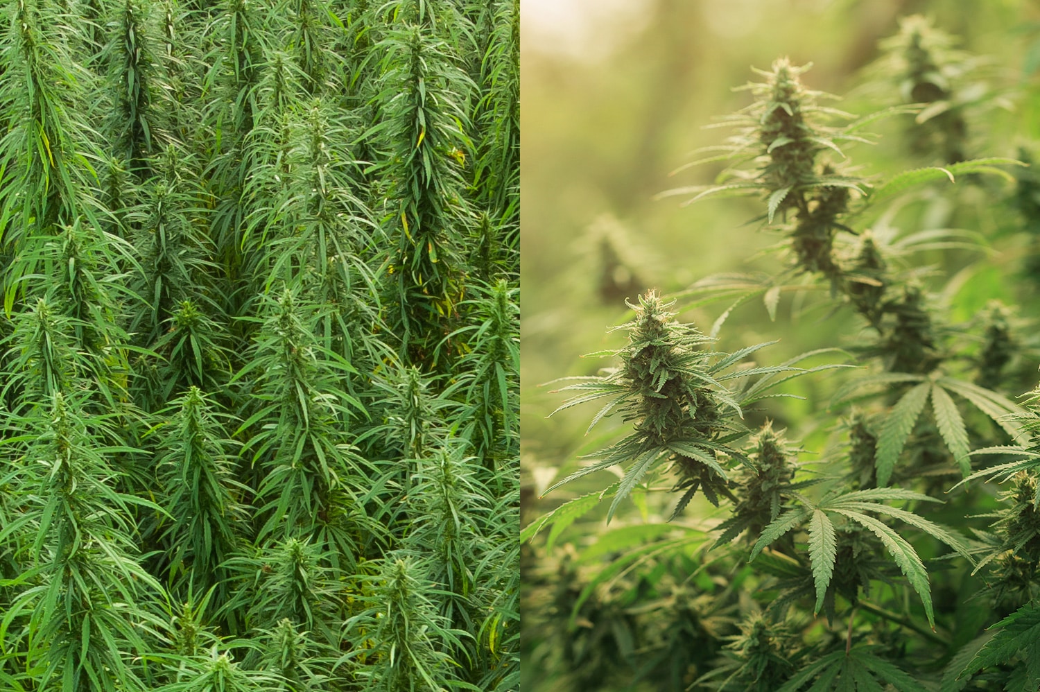 Diferencias entre cáñamo y marihuana