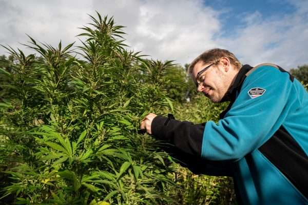 Lukas Hurt, autor del artículo, en un campo de cannabis con menos del 1% THC.