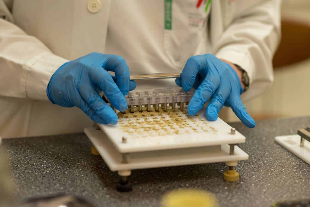 Preparación cápsulas de cannabis medicinal. Créditos: https://magazin-konopi.cz/