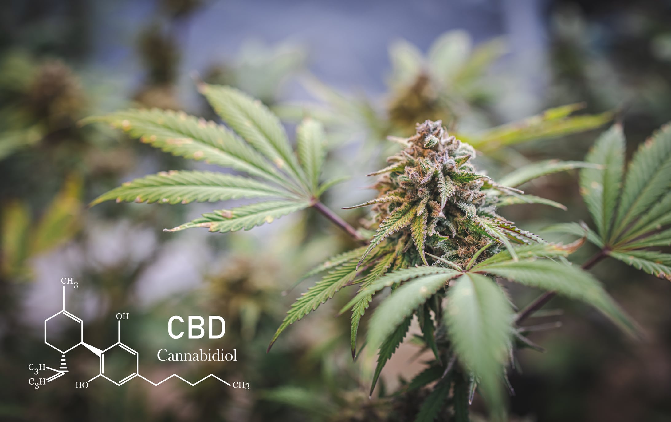 Cannabidiol o CBD: ¿Qué es y para qué sirve?