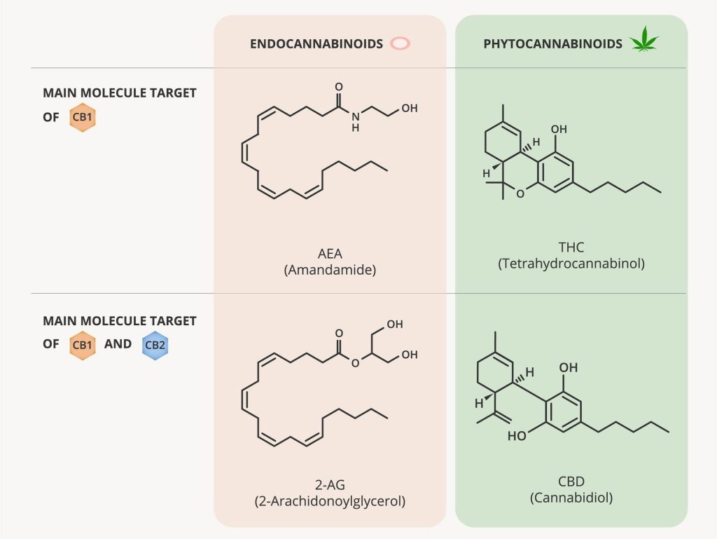 Infografía con estructuras químicas de AEA y 2-AG (endocannabinoides) y THC y CBD (fitocannabinoides), mostrando su relación con los receptores CB1 y CB2

