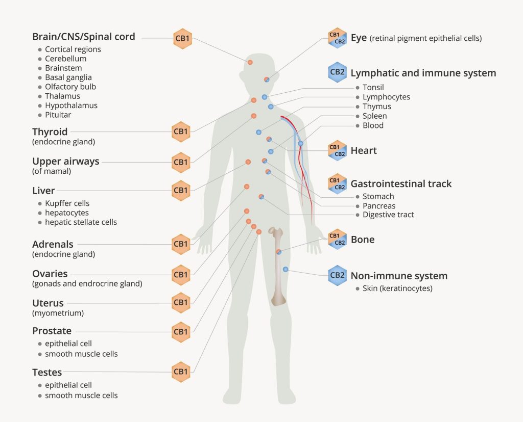 Sistema Endocannabinoide Esquema