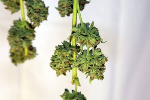 Secado del Cannabis