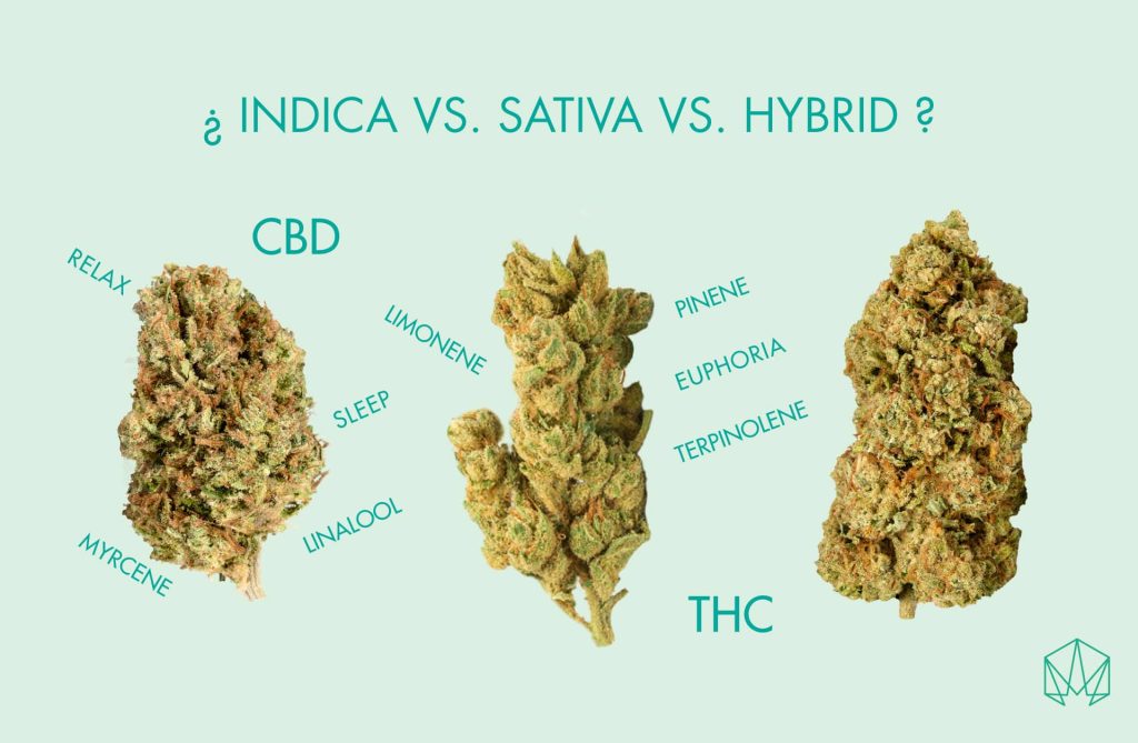 Diferencias indica vs sativa