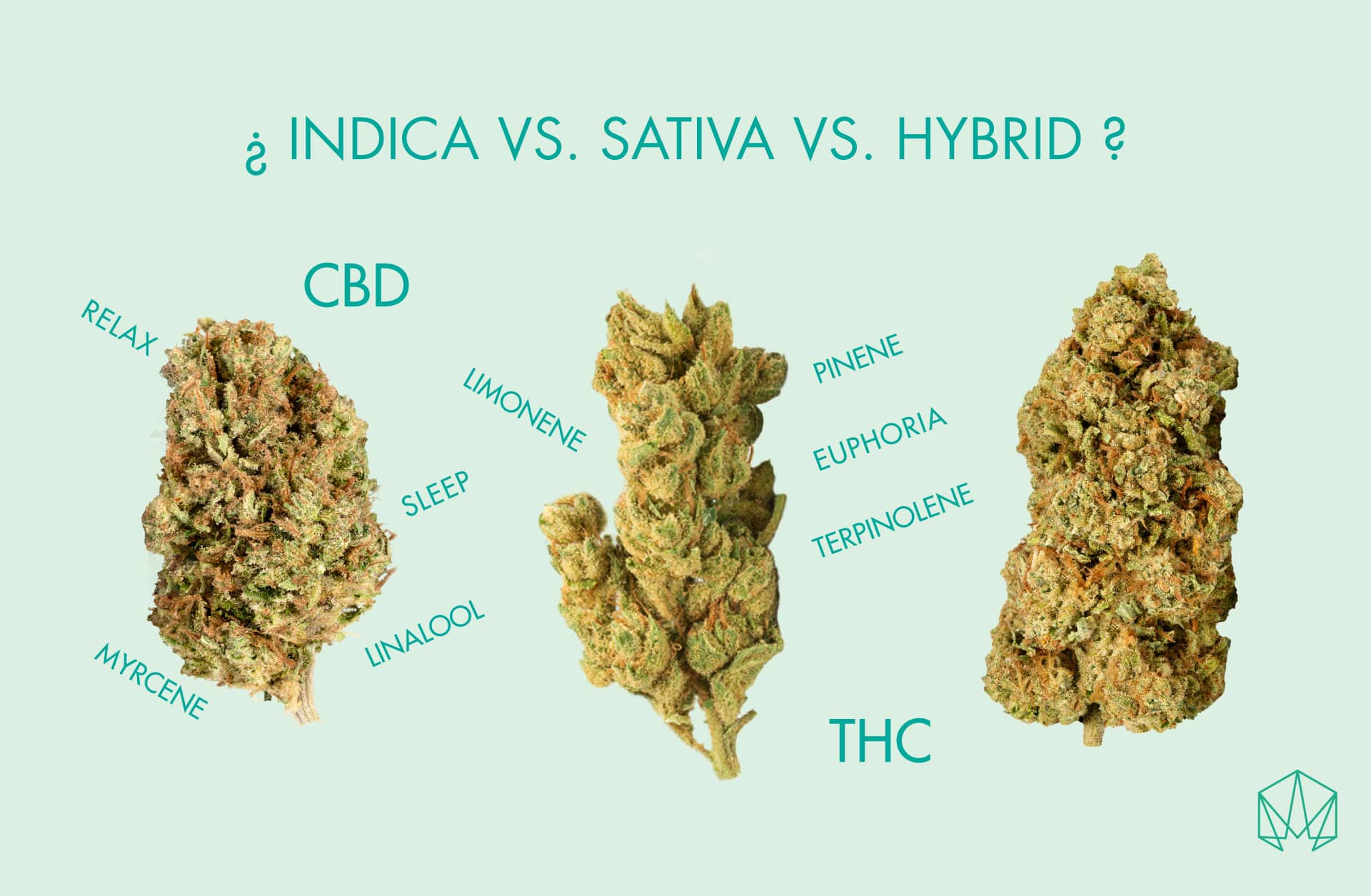 Sativa vs Indica: Descubre las principales diferencias