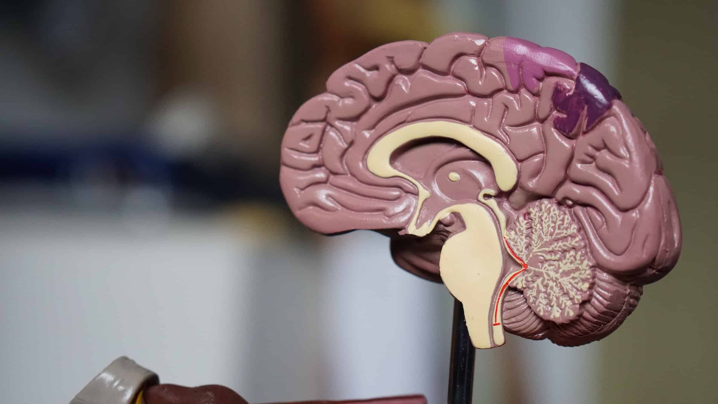 Cannabidiol (CBD) en la epilepsia: Usos e investigaciones al respecto