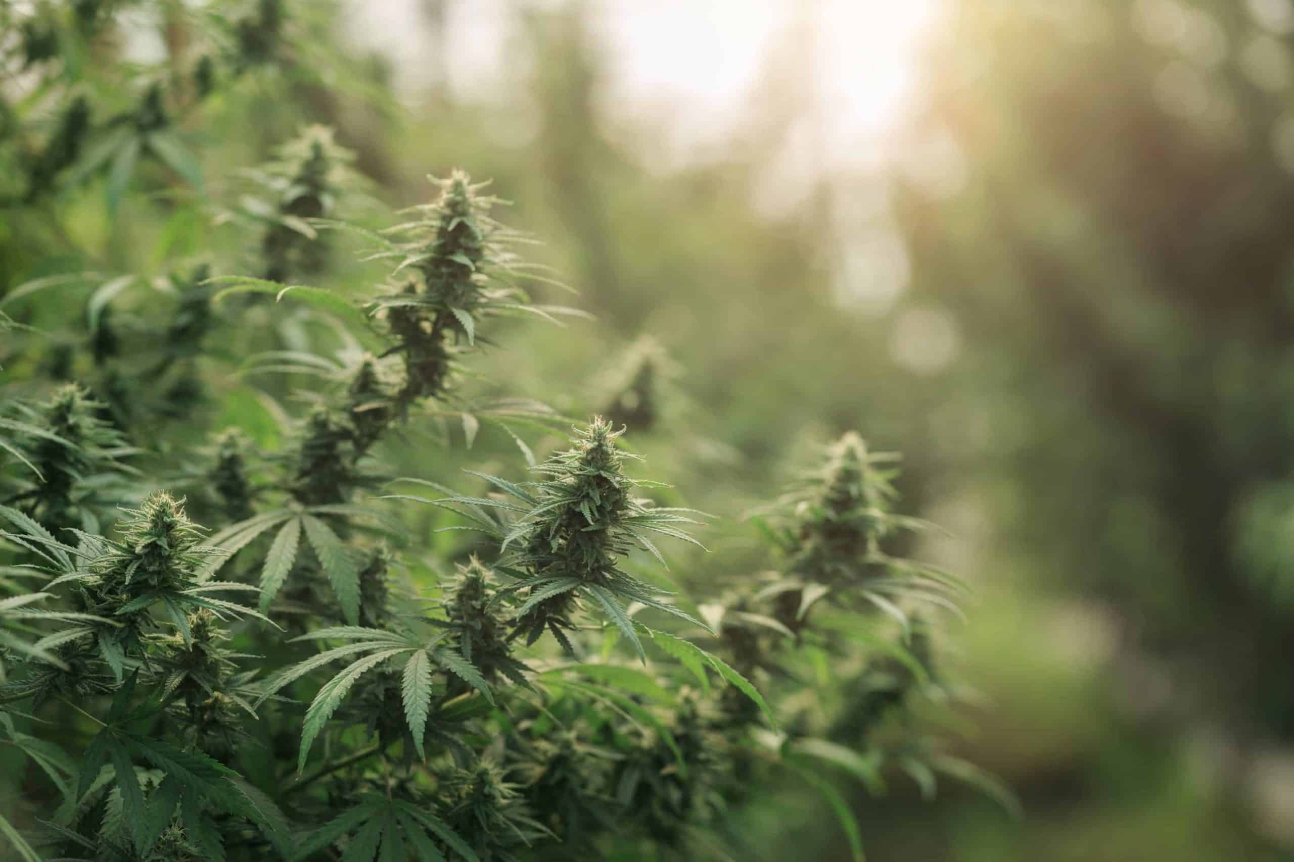 Cannabis sativa: Una planta singular
