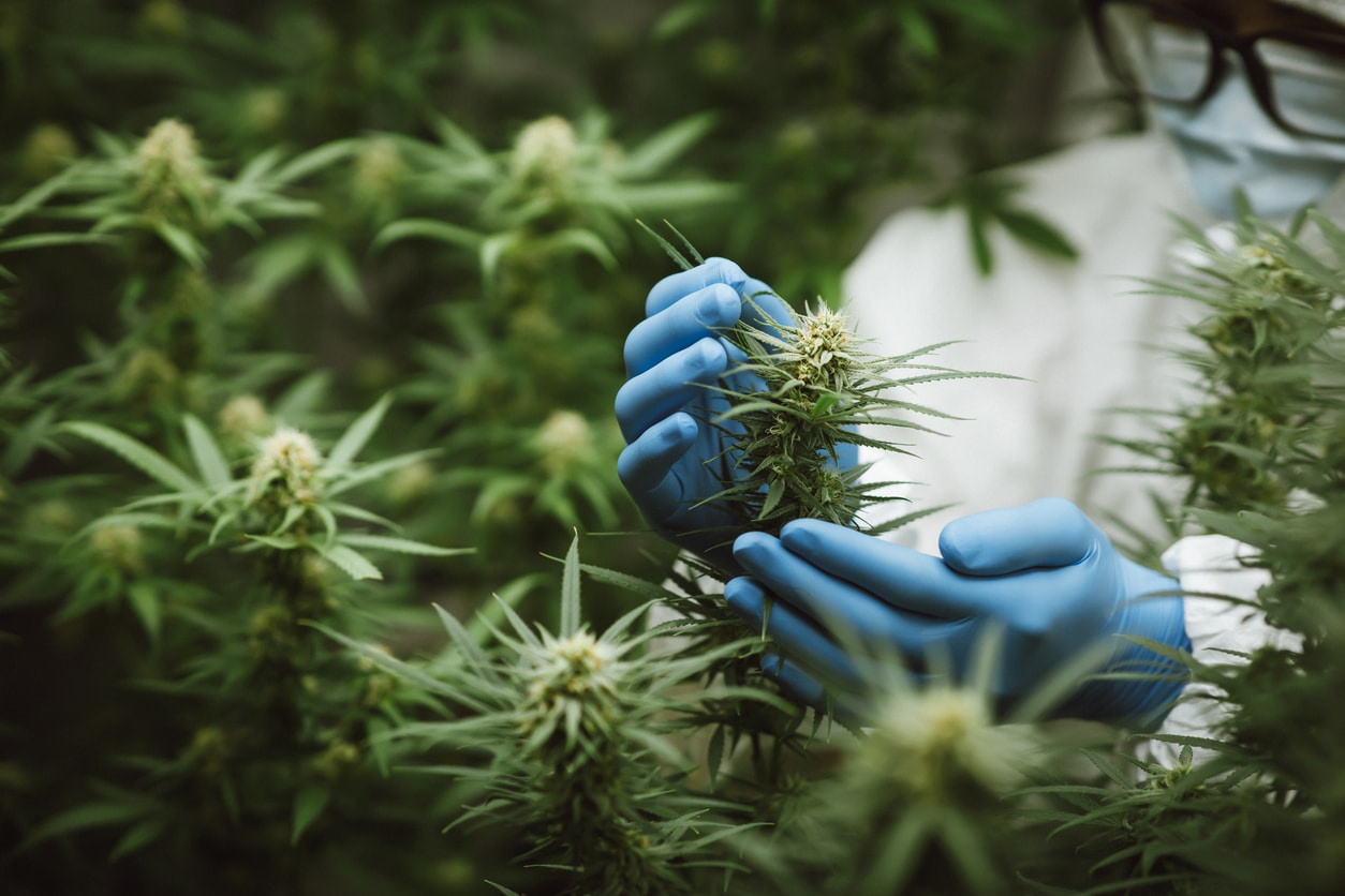 CBD en el cáncer: Investigaciones y usos actuales del cannabis medicinal