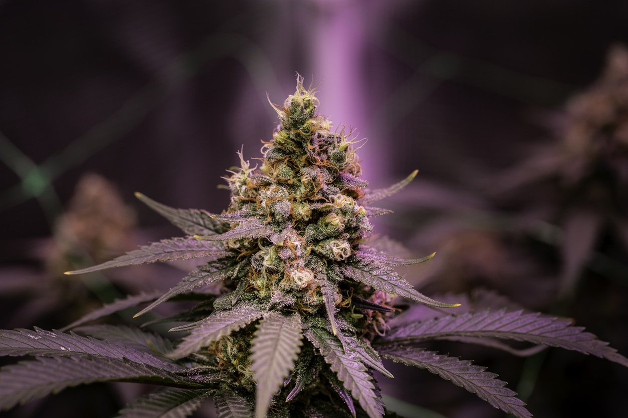 Marihuana morada: Qué es, por qué se produce y qué efectos tiene
