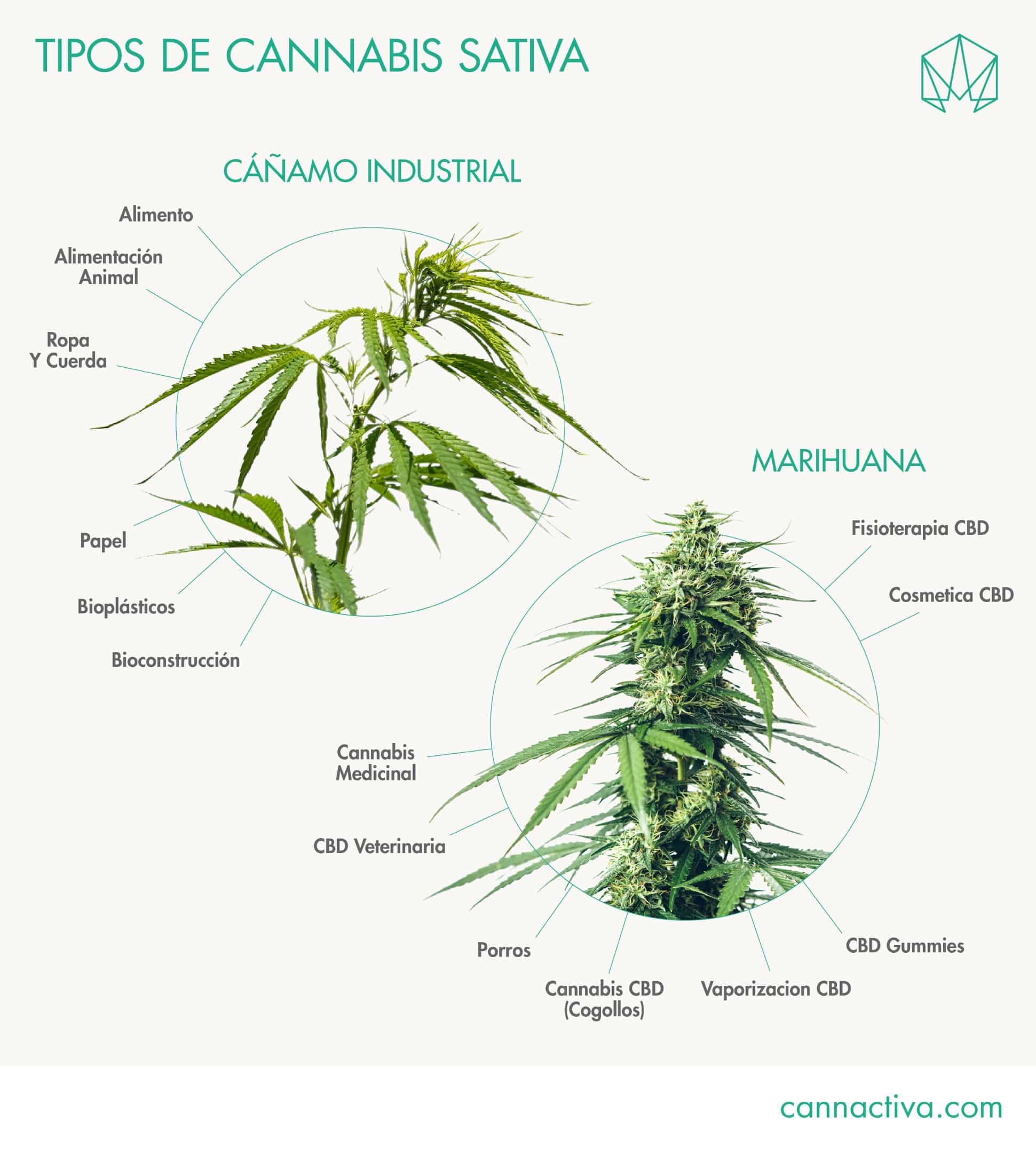 Tipos de plantas Cannabis sativa: Diferencias morfológicas y de composición entre marihuana y cáñamo industrial