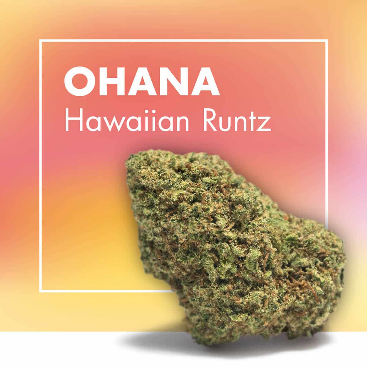OHANA | Hawaiian Runtz CBD Flower 23% | Greenhouse - Cannactiva