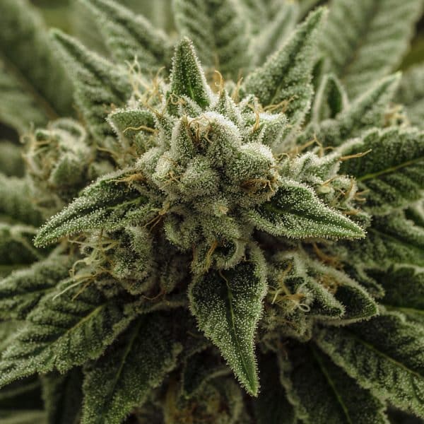 Flores de cannabis donde se aprecian las hojas de azúcar, llenas de tricomas de color blanco, con apariencia de azúcar.