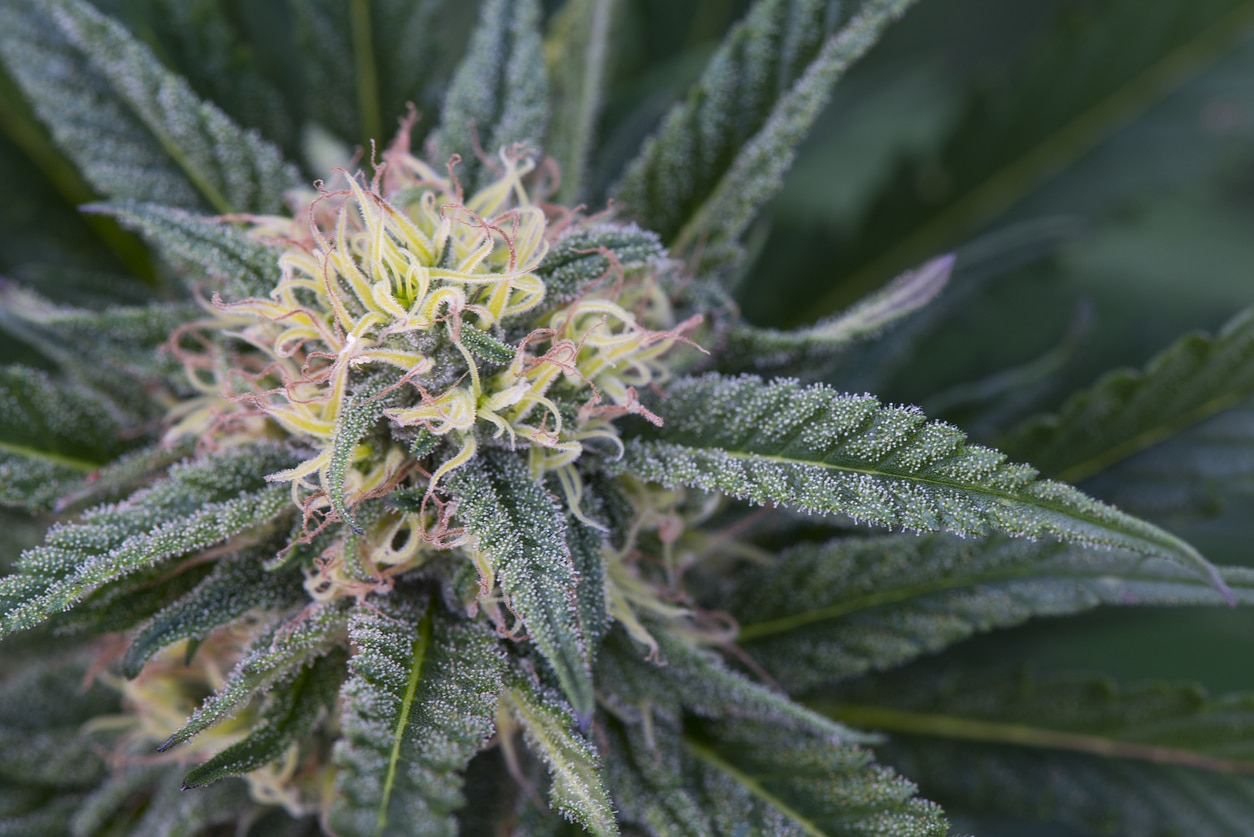 Hojas de azúcar del cannabis: ¿Qué son y cómo usarlas?