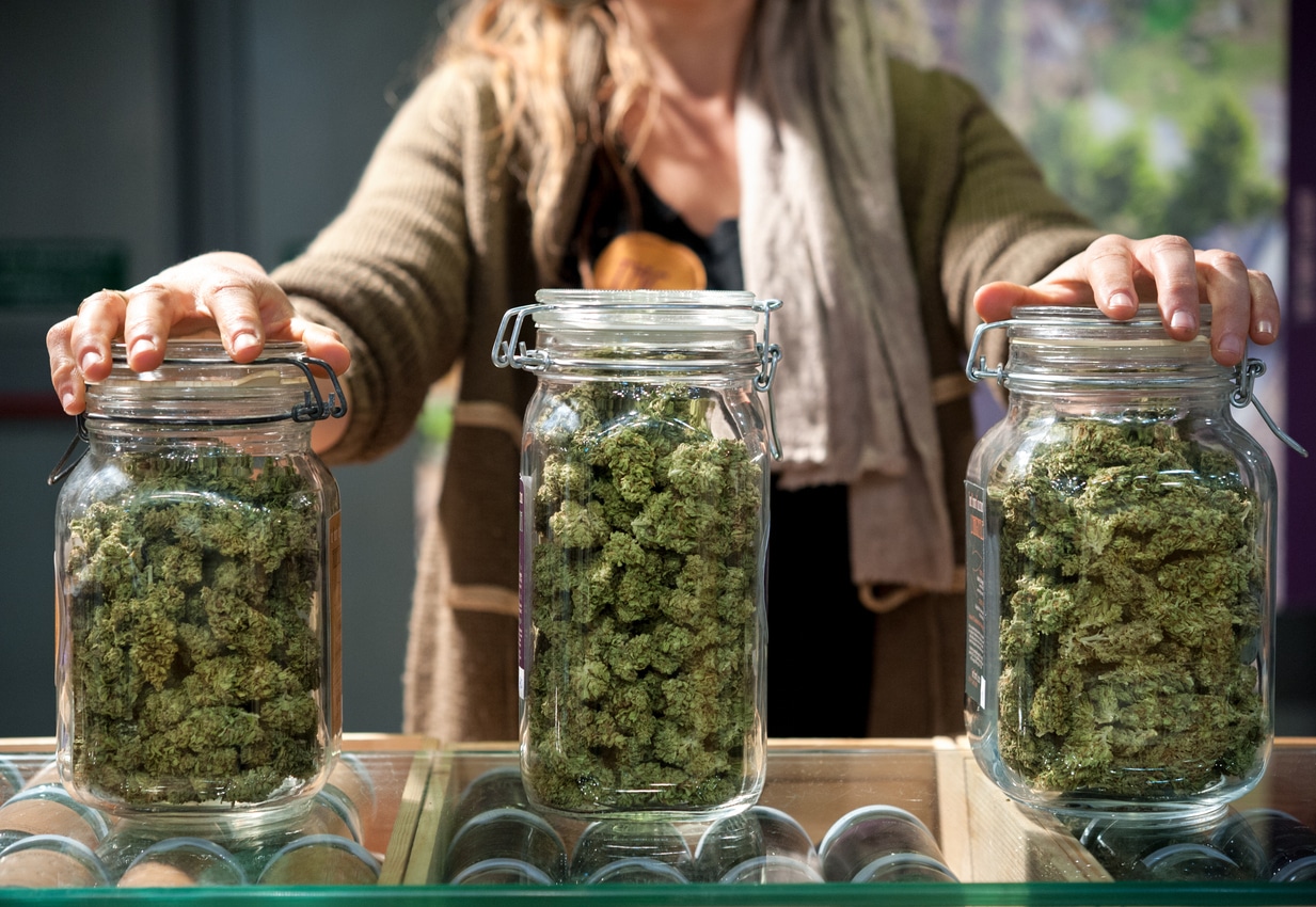 ¿Qué tipos de marihuana existen?  Especies, cepas y variedades de cannabis