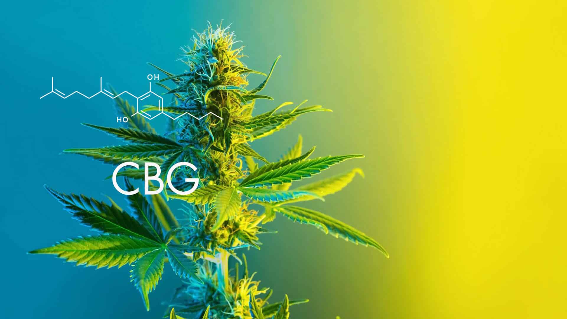 Cannabigerol o CBG: ¿Qué es y cuáles son sus efectos?