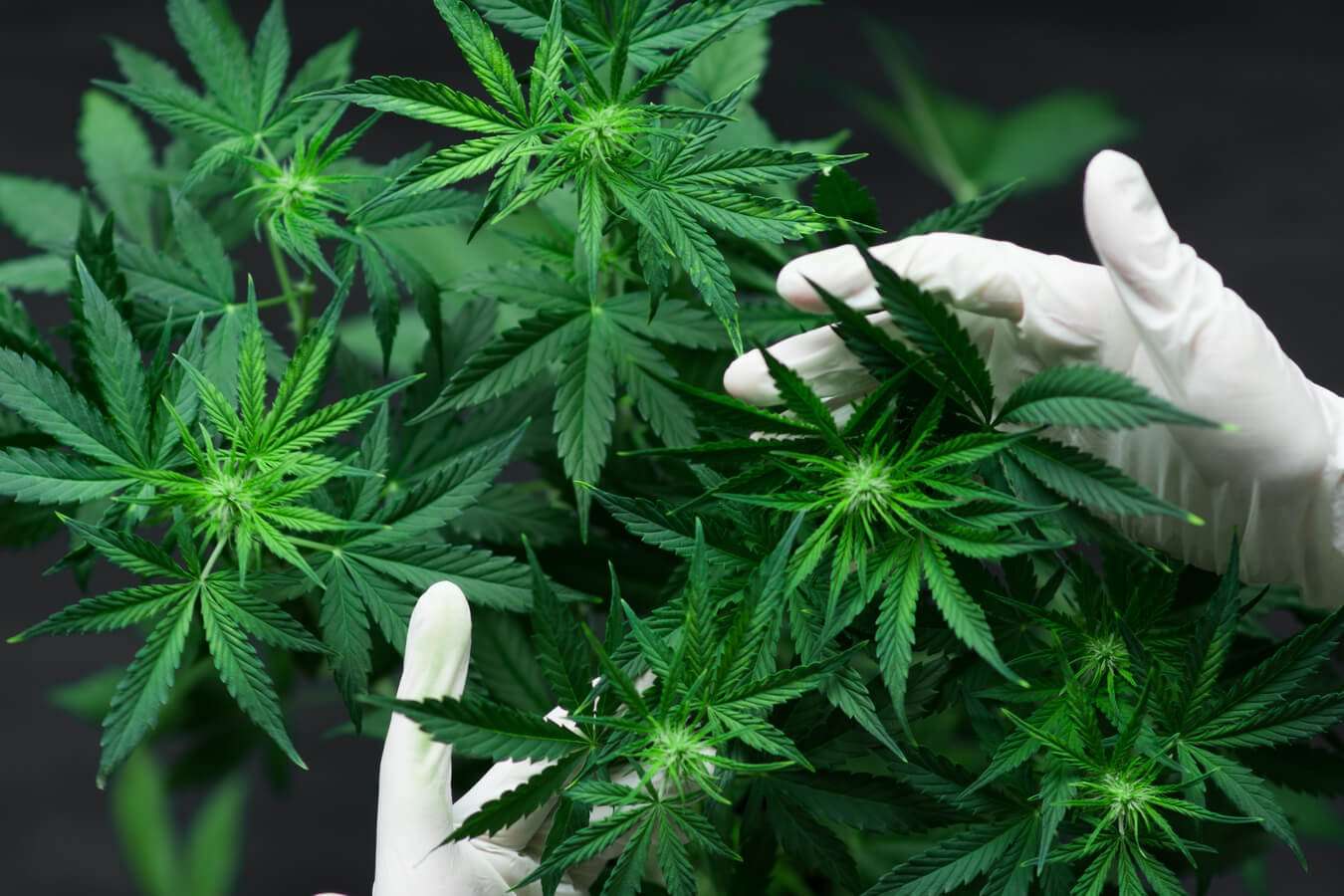 CBD y sus Propiedades como Antibiótico: Investigación actual