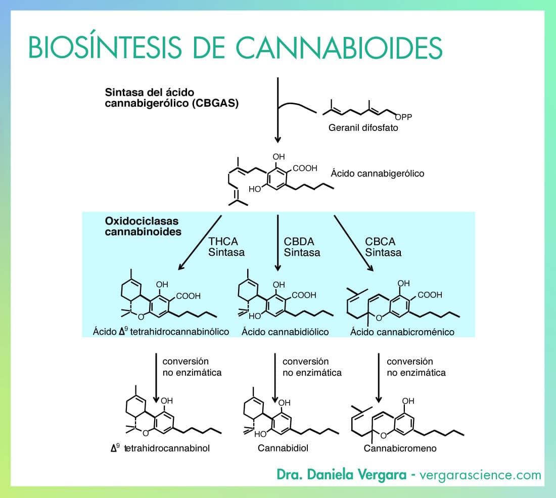 Biosintesis cannabinoides, ruta metabólica síntesis de cannabinoides