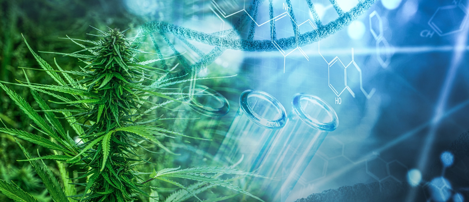 Biosintesis de cannabinoides