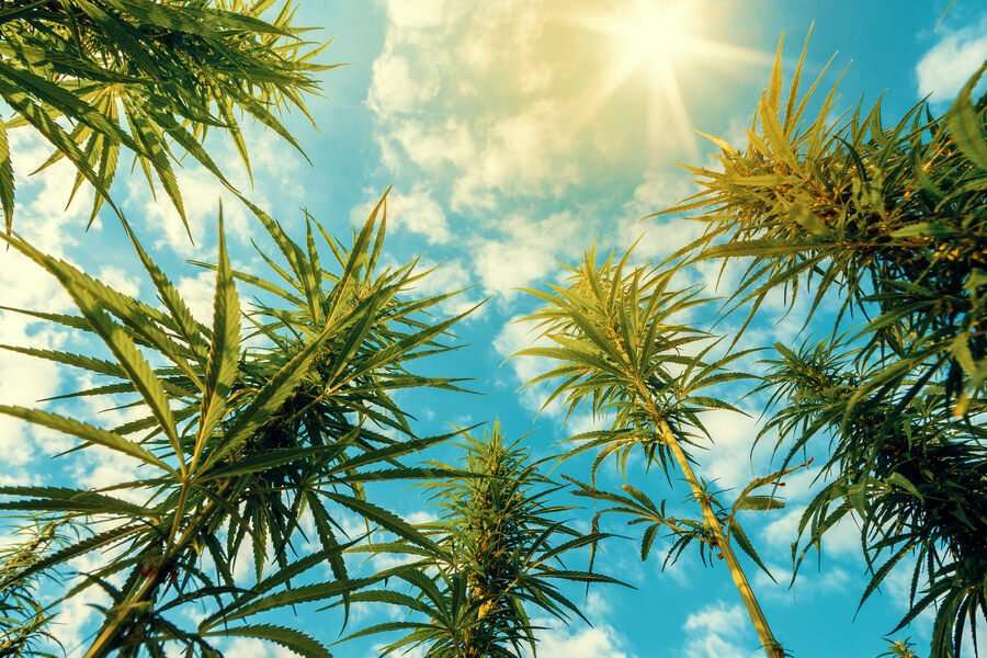 Los beneficios del cáñamo para el medio ambiente y su uso en materiales ecológicos