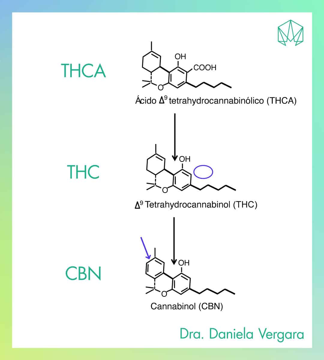 Descarboxilación y oxidación del THC