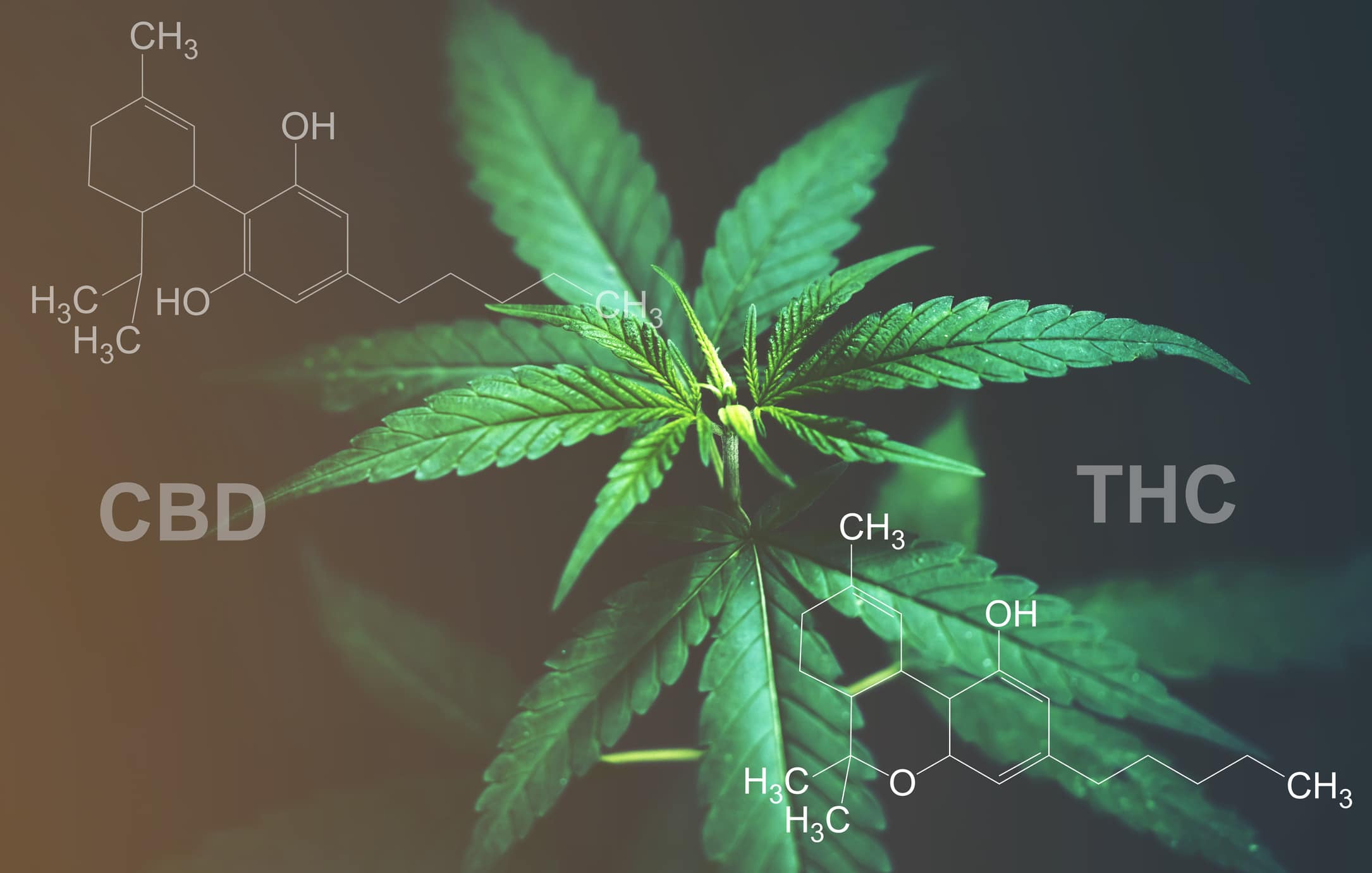 CBD vs THC: Diferencias Y Similitudes
