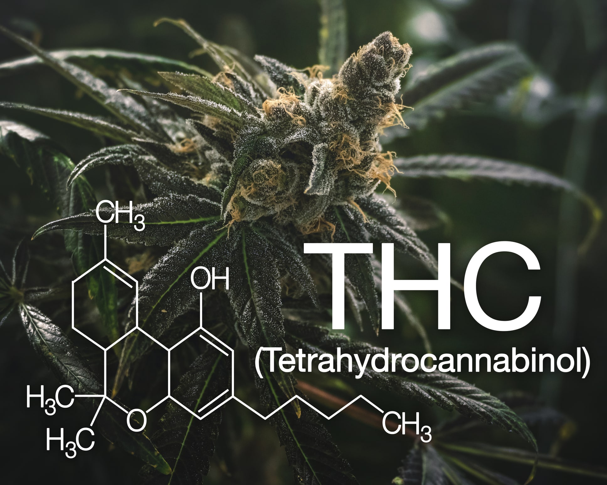 Tetrahidrocannabinol o THC: El componente psicoactivo de la marihuana