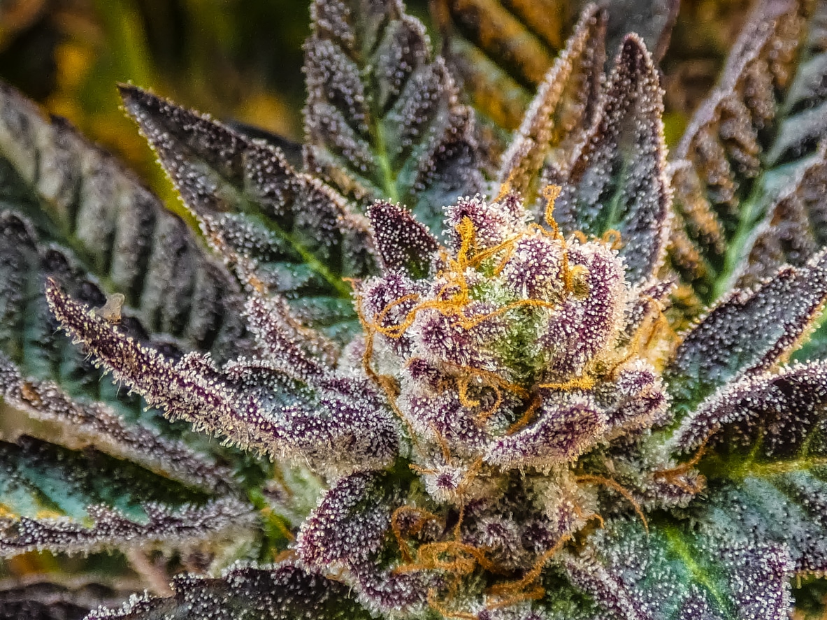 Hojas de azúcar del cannabis