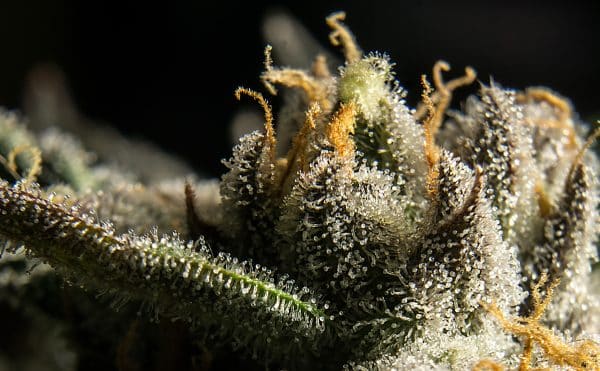 Tricomas del cannabis en el momento de la cosecha