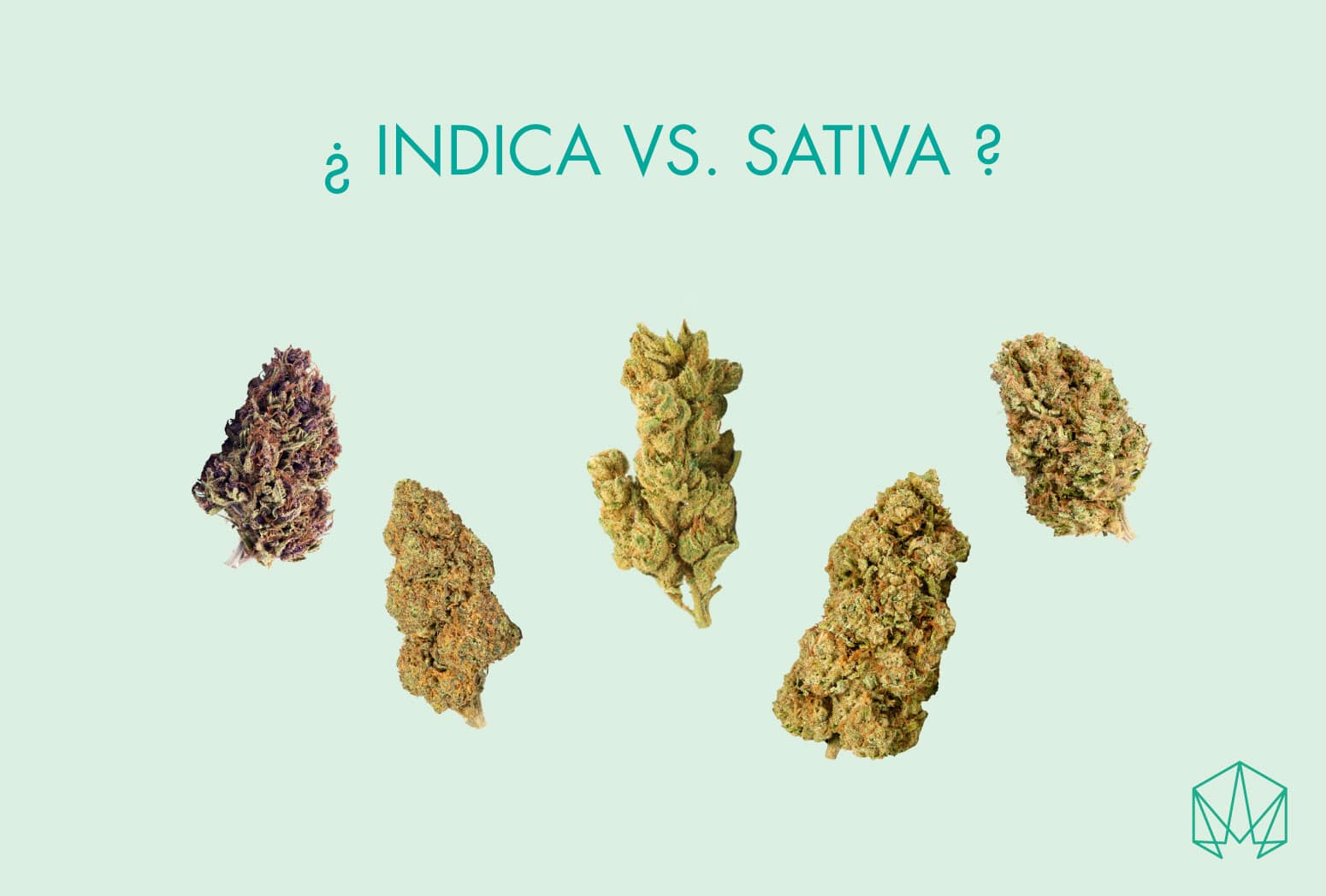 Indica y sativa: sólo para confundirnos