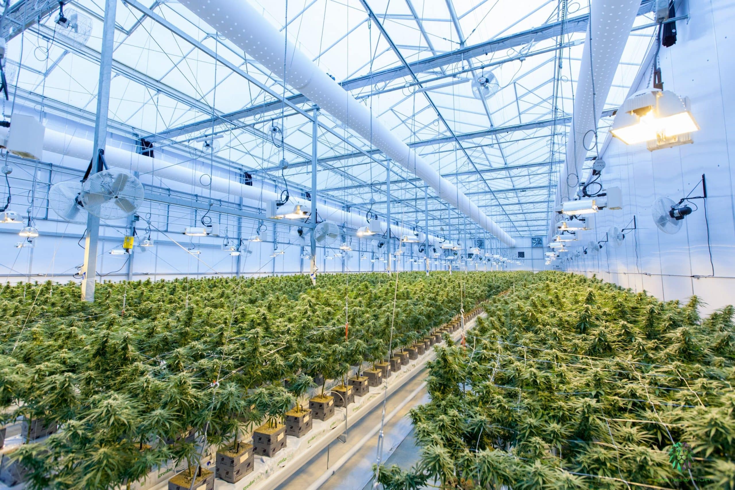 Cómo distinguir la marihuana macho y hembra: Diferencias y similitudes