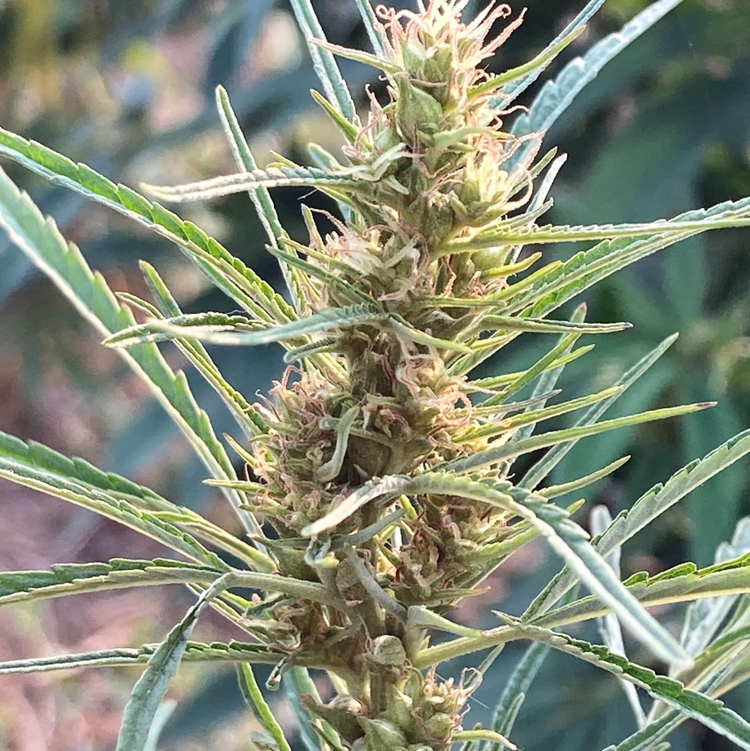 Marihuana monoica 