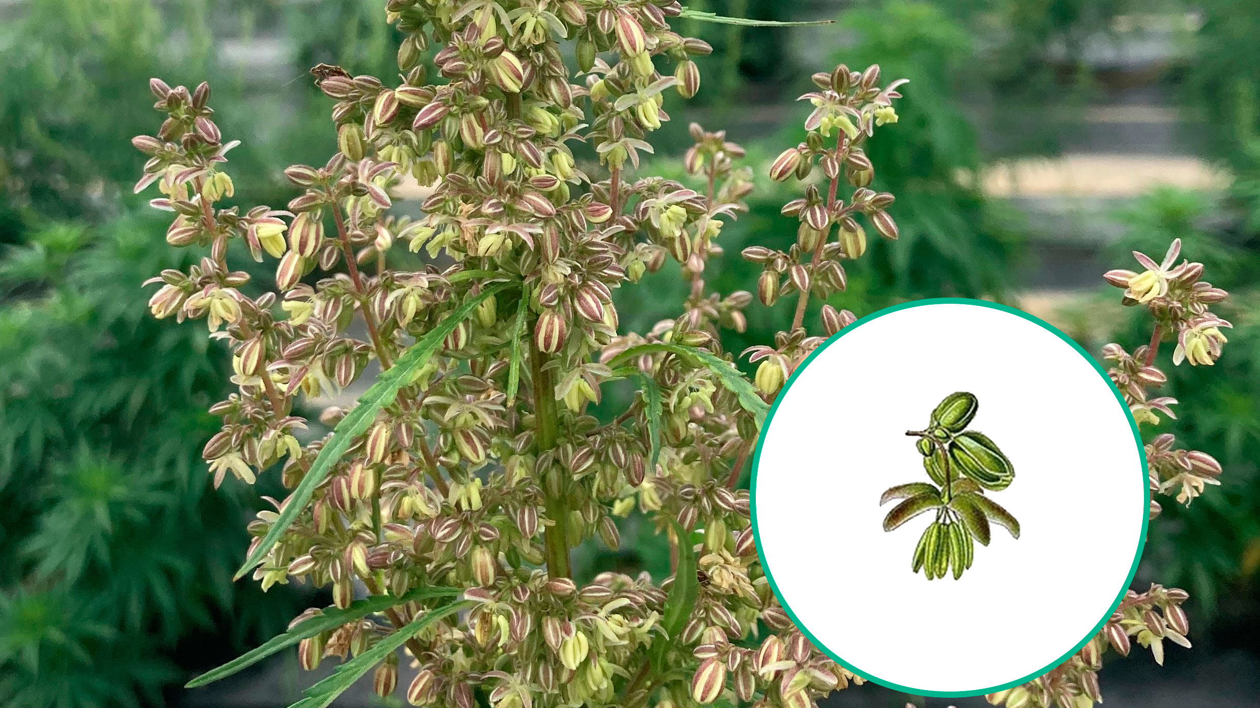 Flores de marihuana macho (ilustracion)