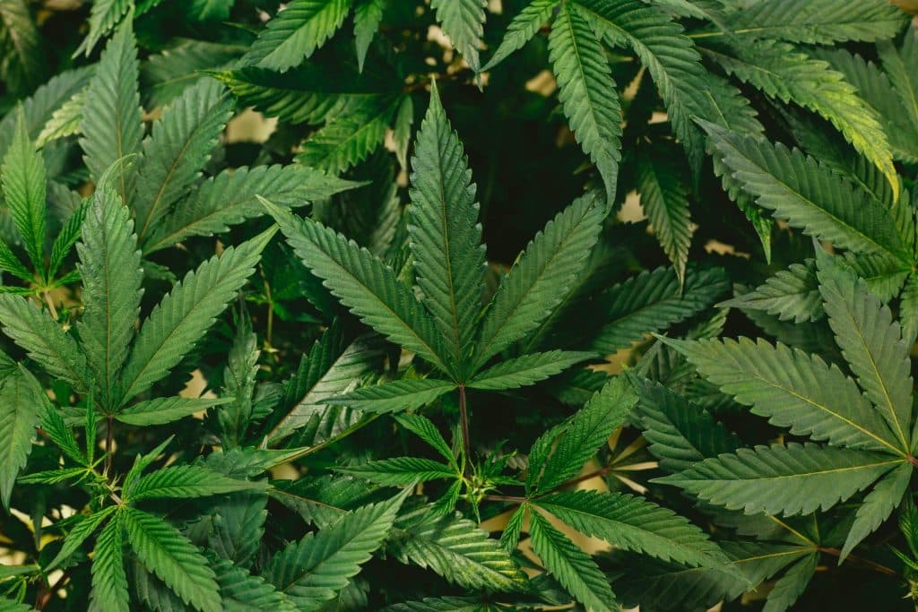 Cannabis medicinal
