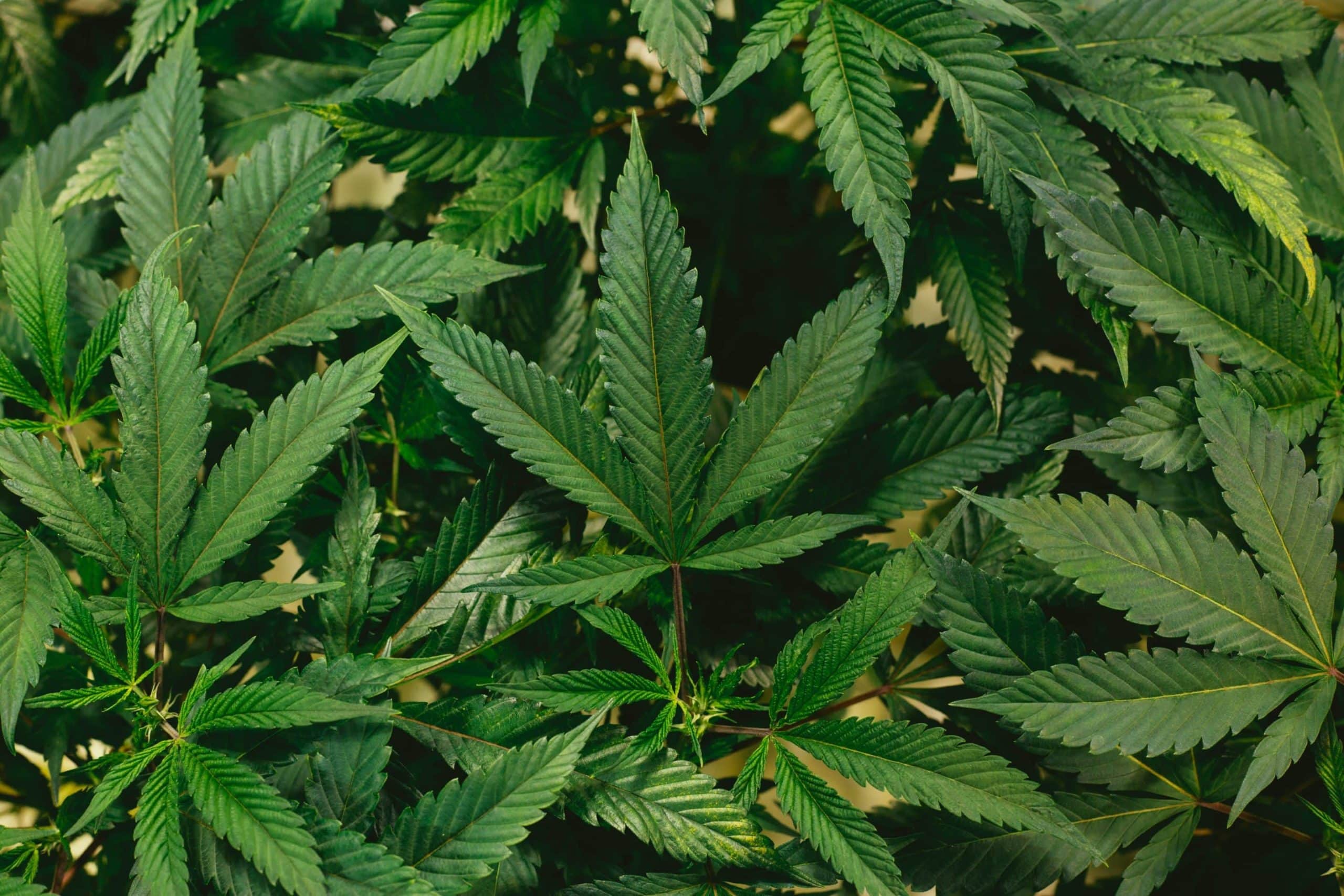 Cannabis medicinal: usos y regulación en Europa